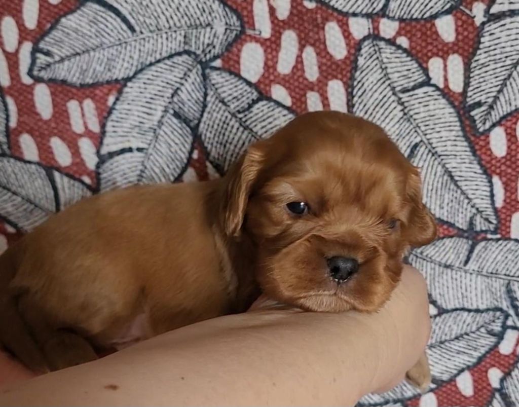 des rives du blavet - Chiot disponible  - Cavalier King Charles Spaniel