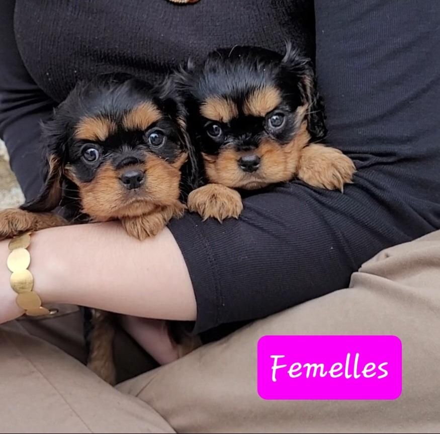 des rives du blavet - Chiot disponible  - Cavalier King Charles Spaniel