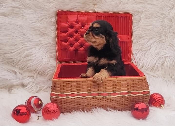 des rives du blavet - Chiot disponible  - Cavalier King Charles Spaniel