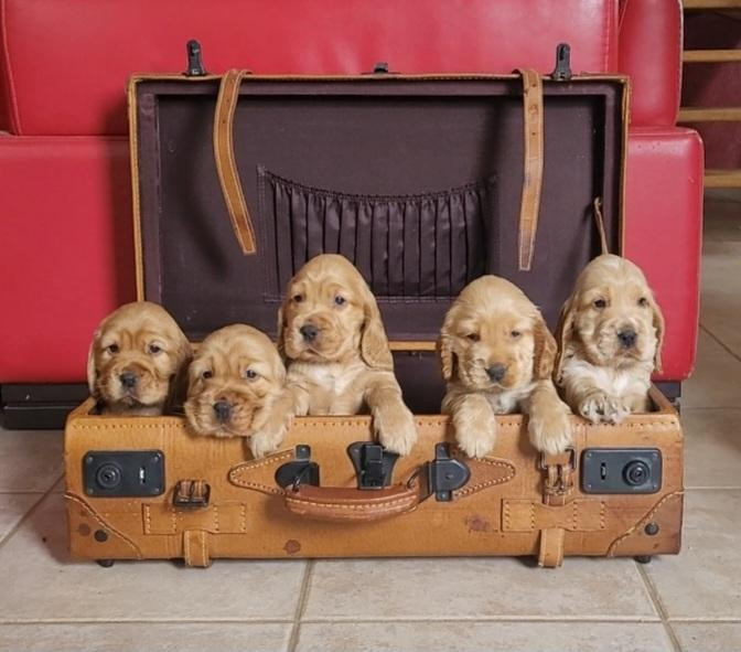 Bébés