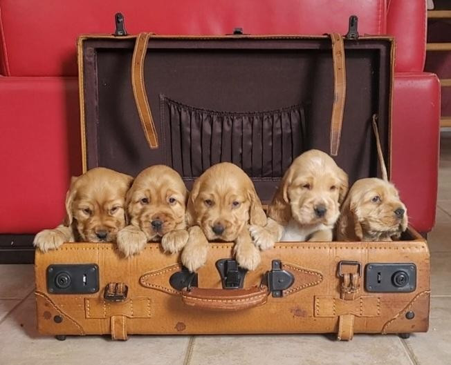 Bébés