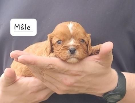 des rives du blavet - Chiots disponibles - Cavalier King Charles Spaniel