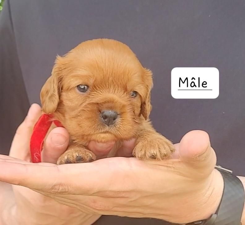des rives du blavet - Chiots disponibles - Cavalier King Charles Spaniel