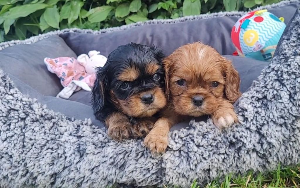 des rives du blavet - Chiots disponibles - Cavalier King Charles Spaniel