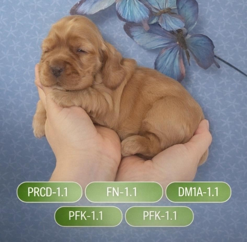 des rives du blavet - Chiots disponibles - Cocker Spaniel Anglais