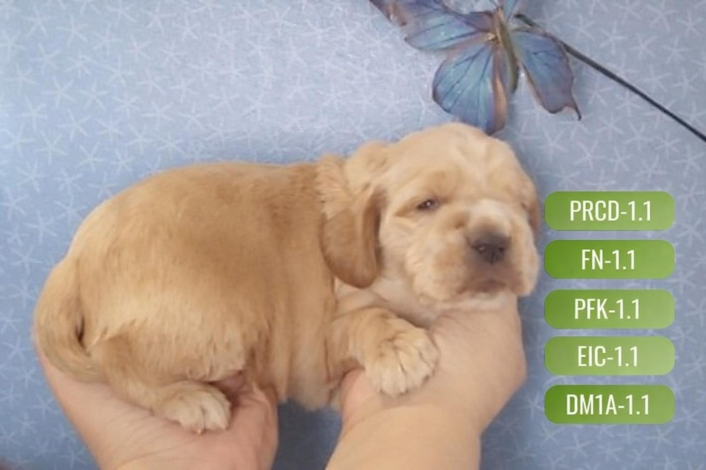 des rives du blavet - Chiots disponibles - Cocker Spaniel Anglais