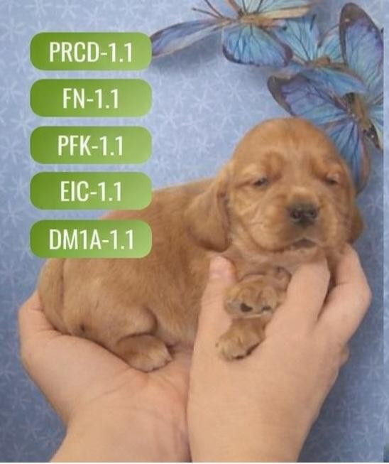 des rives du blavet - Chiots disponibles - Cocker Spaniel Anglais