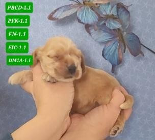 des rives du blavet - Chiots disponibles - Cocker Spaniel Anglais