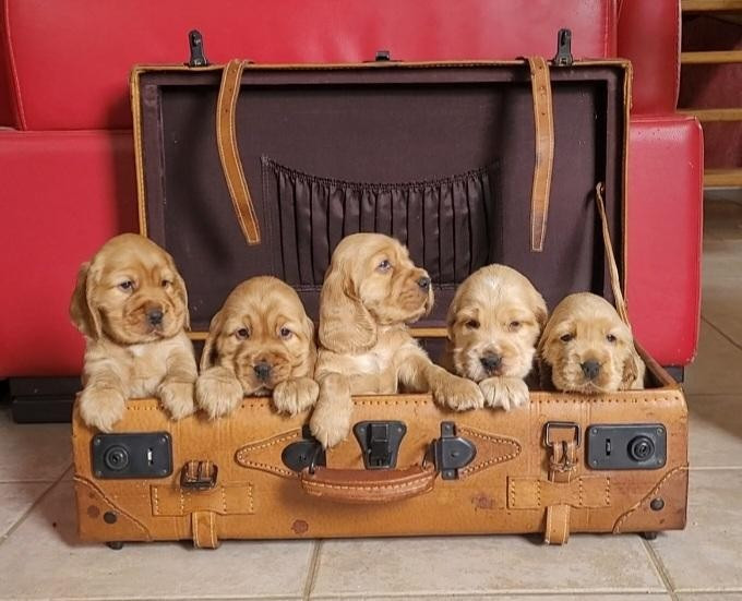 Chiot Cocker Spaniel Anglais des rives du blavet