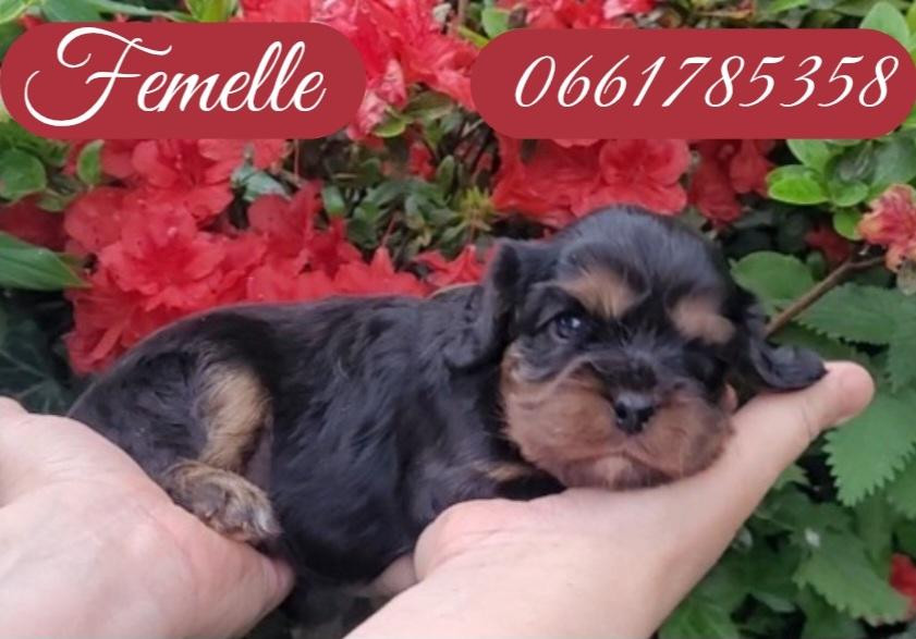 des rives du blavet - Chiots disponibles - Cavalier King Charles Spaniel