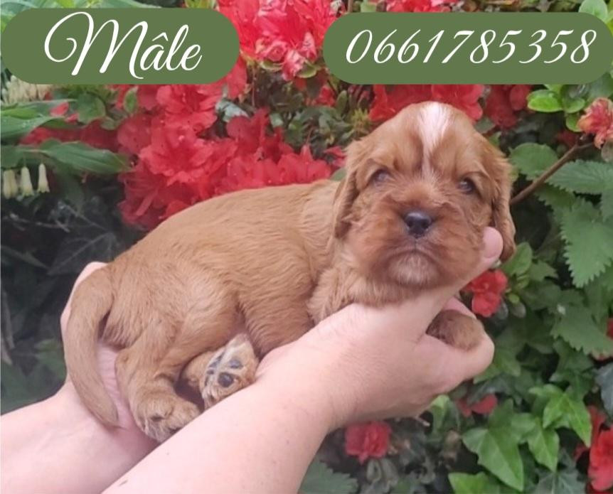 des rives du blavet - Chiots disponibles - Cavalier King Charles Spaniel