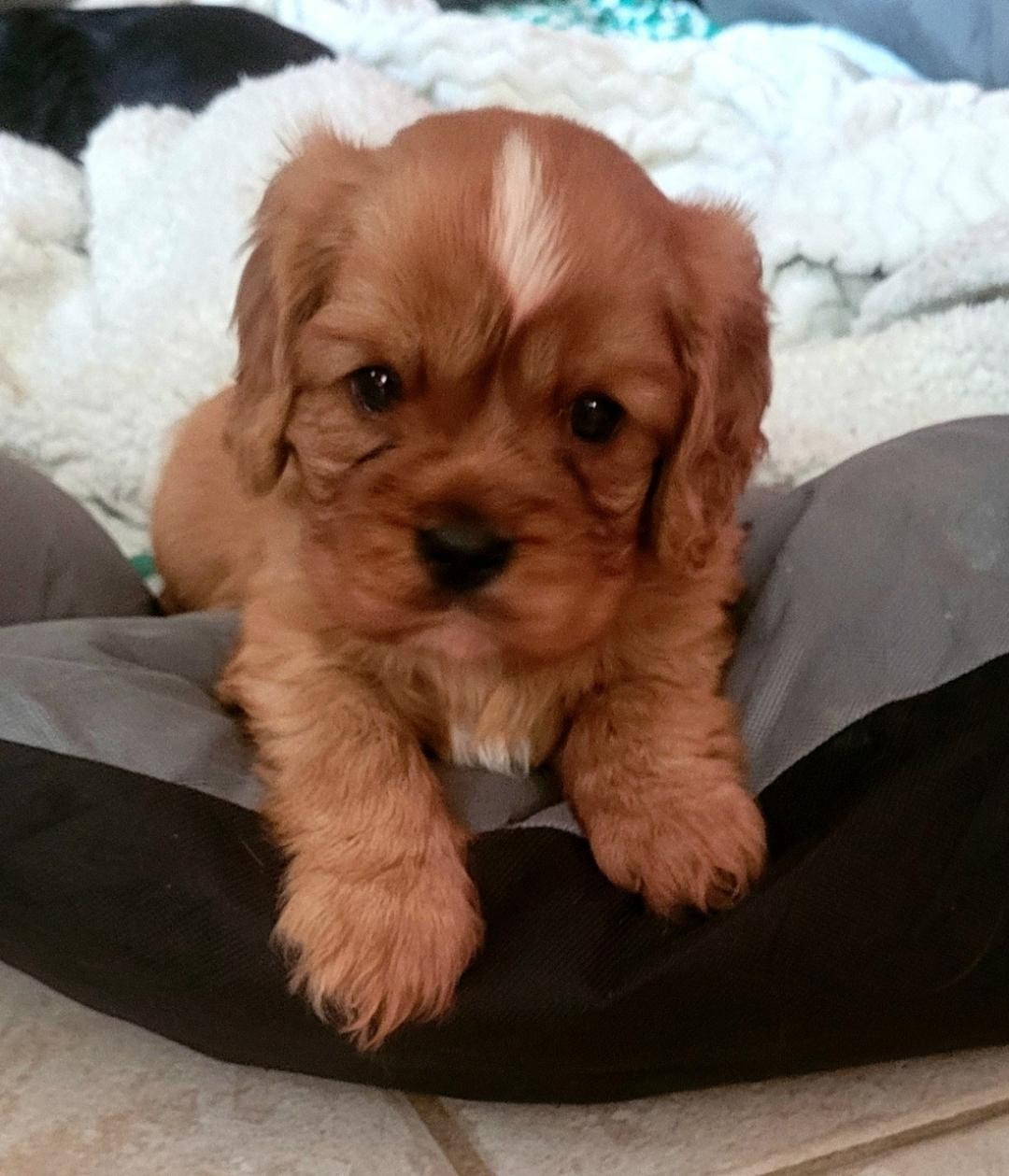 des rives du blavet - Chiots disponibles - Cavalier King Charles Spaniel