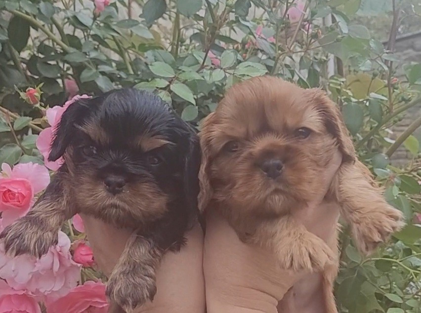 des rives du blavet - Chiots disponibles - Cavalier King Charles Spaniel
