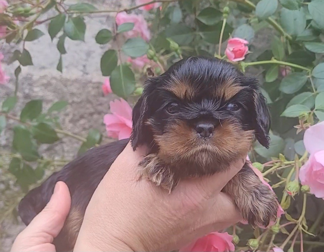 des rives du blavet - Chiots disponibles - Cavalier King Charles Spaniel