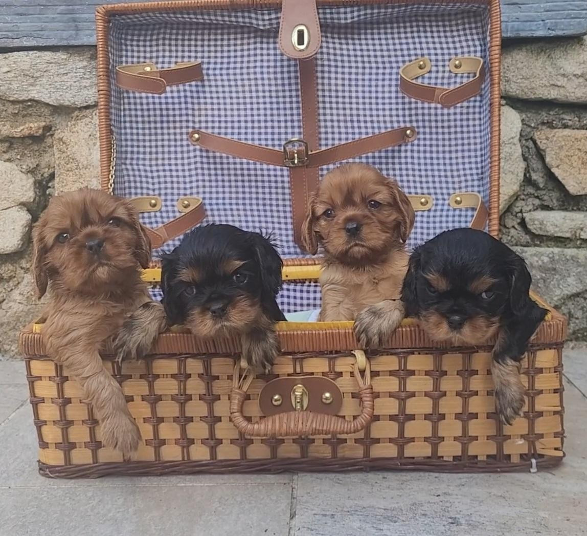 des rives du blavet - Chiots disponibles - Cavalier King Charles Spaniel
