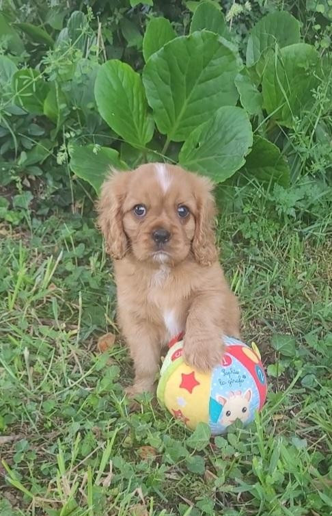 des rives du blavet - Chiots disponibles - Cavalier King Charles Spaniel