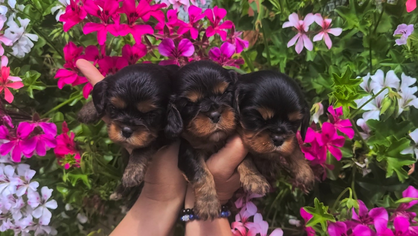 des rives du blavet - Chiots disponibles - Cavalier King Charles Spaniel