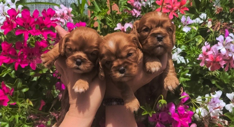 des rives du blavet - Chiots disponibles - Cavalier King Charles Spaniel