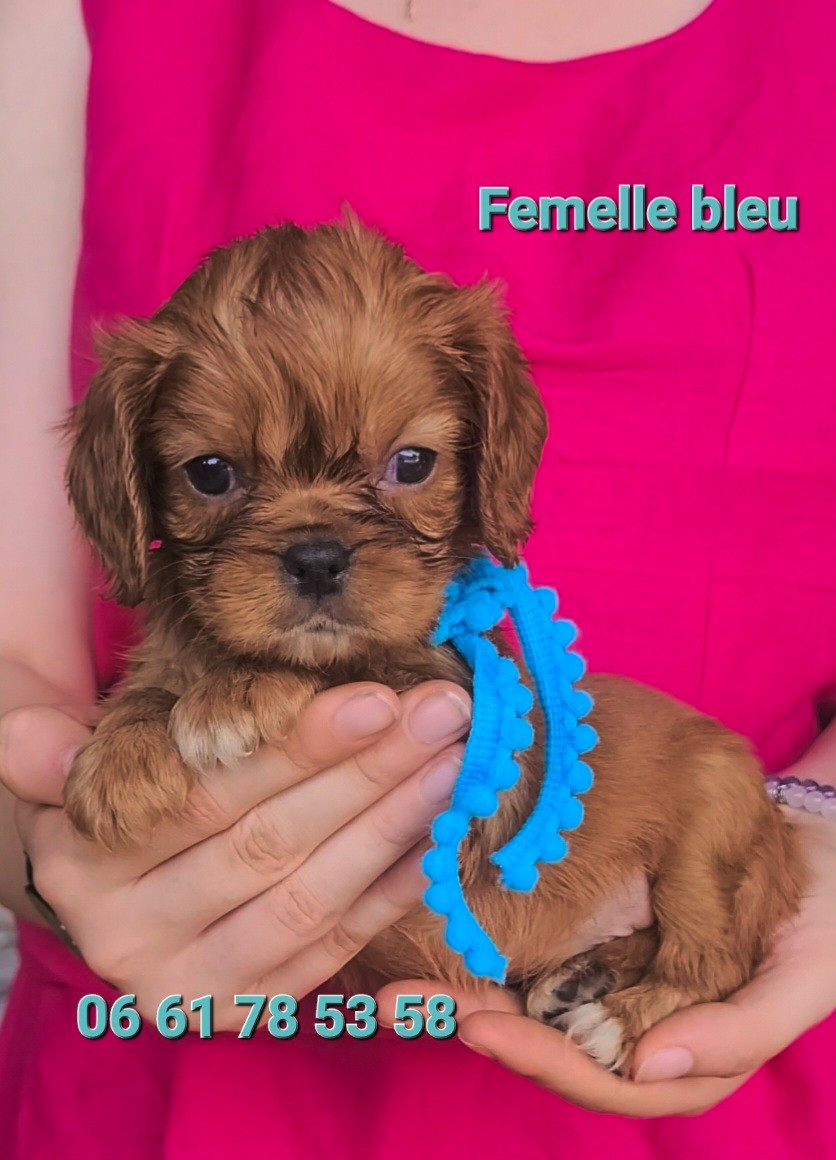 des rives du blavet - Chiots disponibles - Cavalier King Charles Spaniel