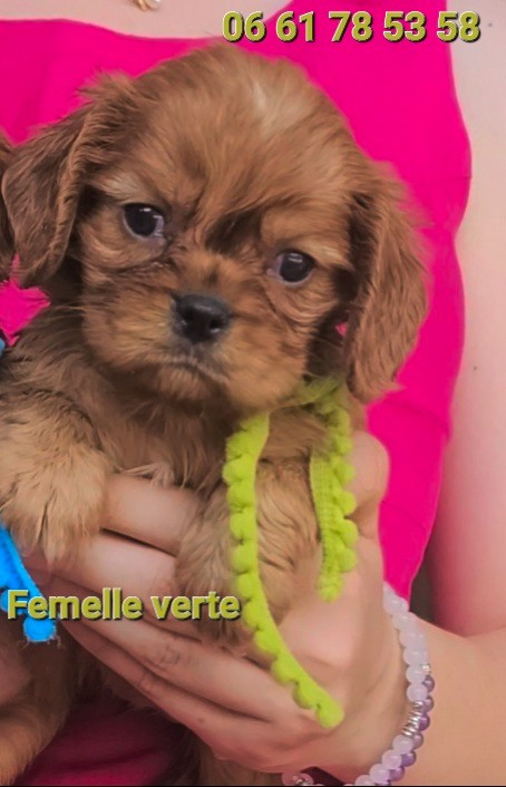 des rives du blavet - Chiots disponibles - Cavalier King Charles Spaniel