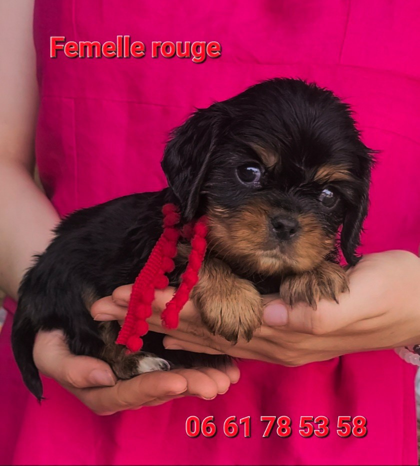 des rives du blavet - Chiots disponibles - Cavalier King Charles Spaniel