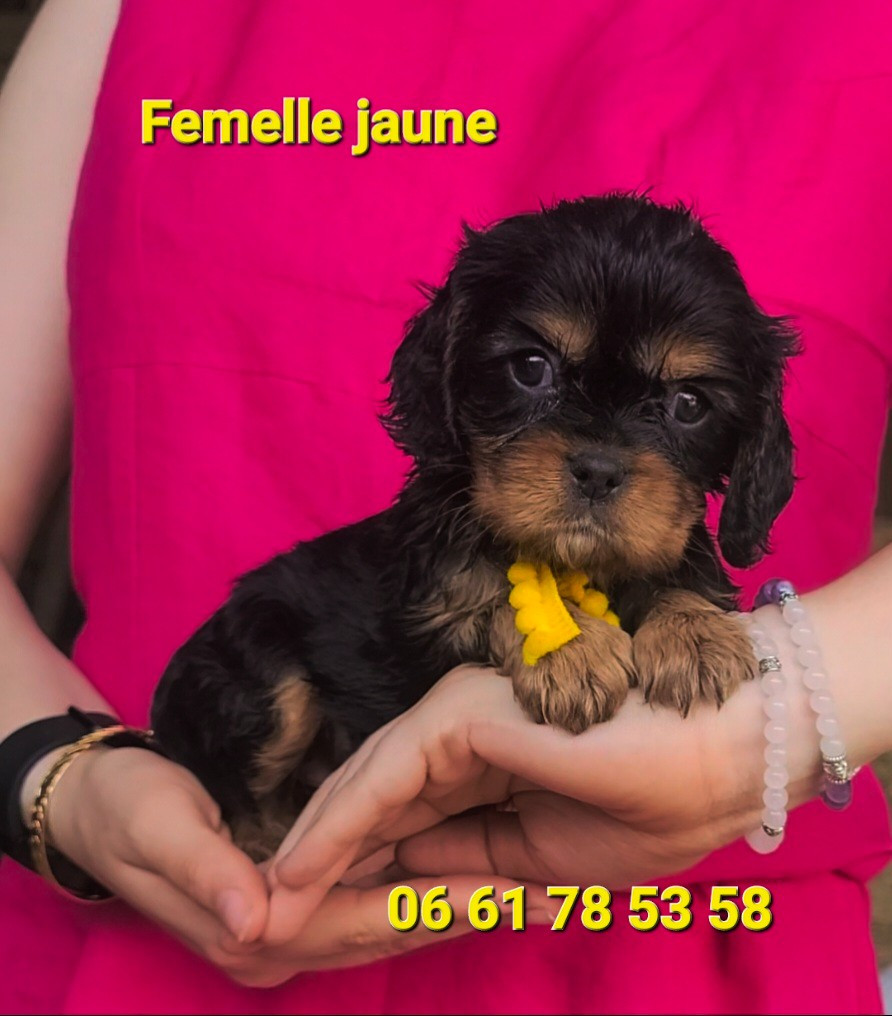 des rives du blavet - Chiots disponibles - Cavalier King Charles Spaniel