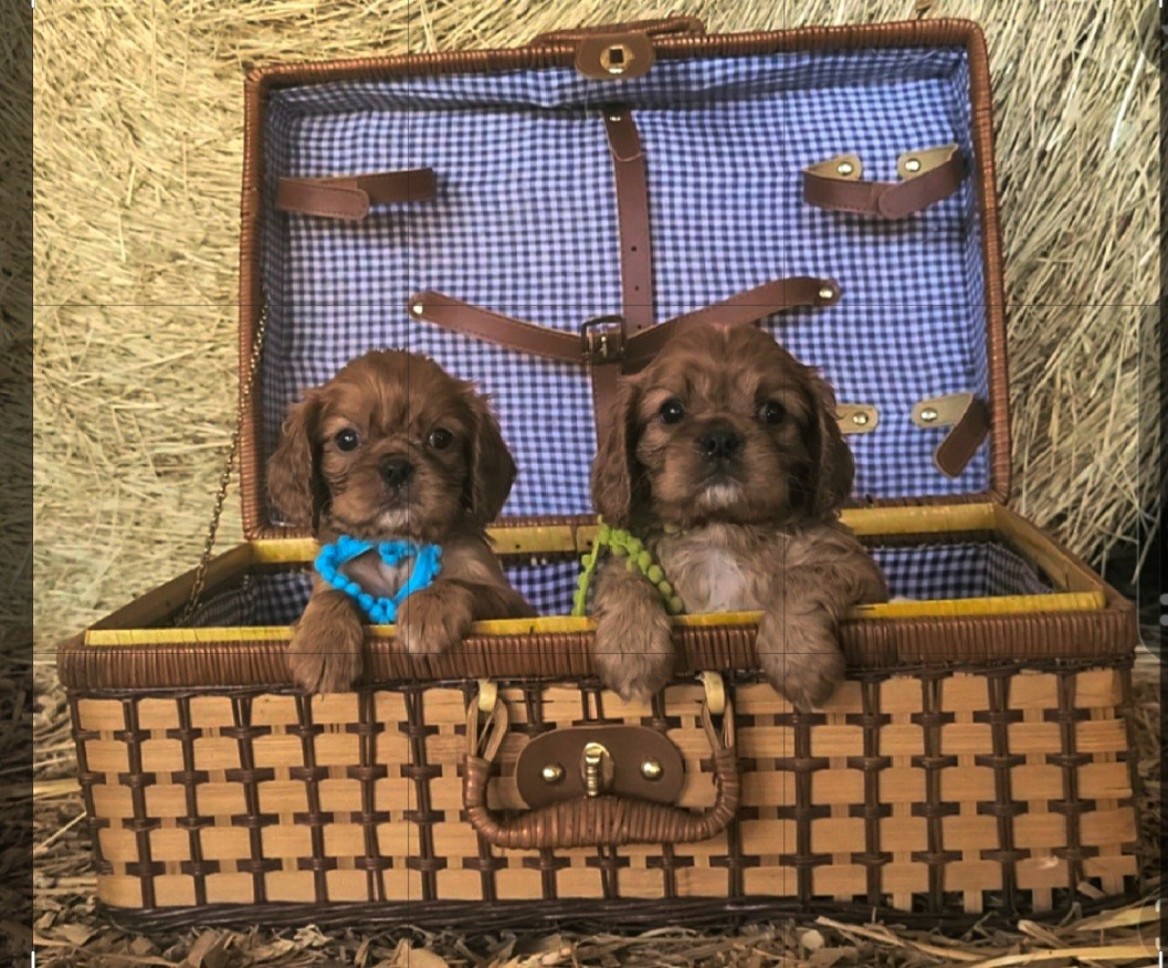 des rives du blavet - Chiots disponibles - Cavalier King Charles Spaniel