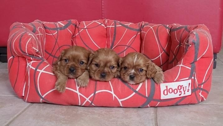 des rives du blavet - Chiots disponibles - Cavalier King Charles Spaniel