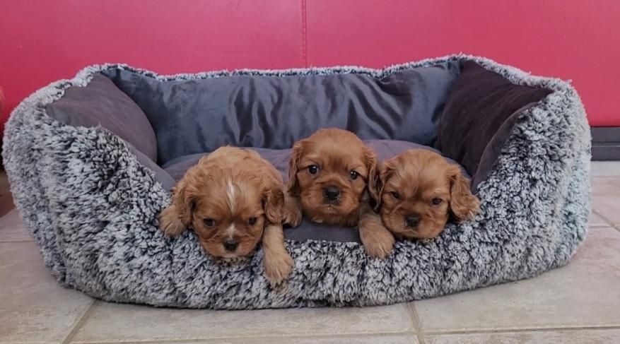 des rives du blavet - Chiots disponibles - Cavalier King Charles Spaniel