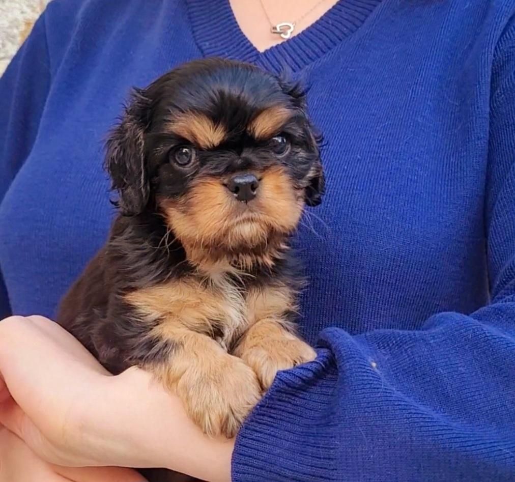 des rives du blavet - Chiots disponibles - Cavalier King Charles Spaniel