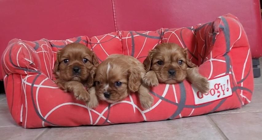 des rives du blavet - Chiots disponibles - Cavalier King Charles Spaniel