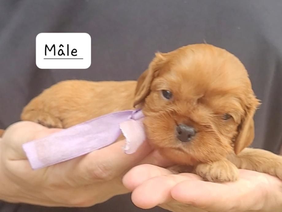 des rives du blavet - Chiots disponibles - Cavalier King Charles Spaniel