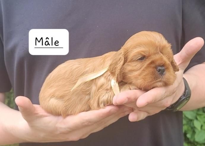 des rives du blavet - Chiots disponibles - Cavalier King Charles Spaniel