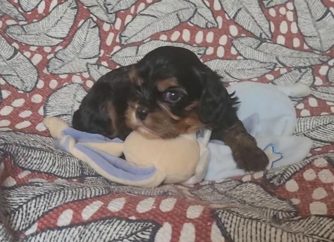 des rives du blavet - Chiots disponibles - Cavalier King Charles Spaniel