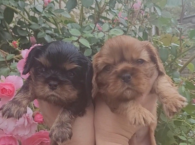 Chiot N°5