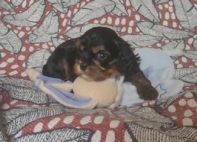 CHIOT 3