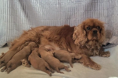 CHIOT 1