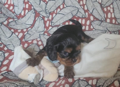 CHIOT 1