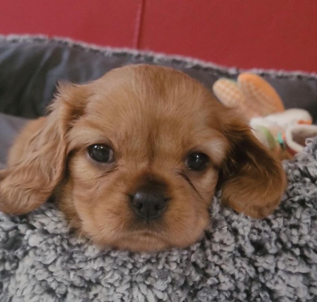 des rives du blavet - Chiots disponibles - Cavalier King Charles Spaniel