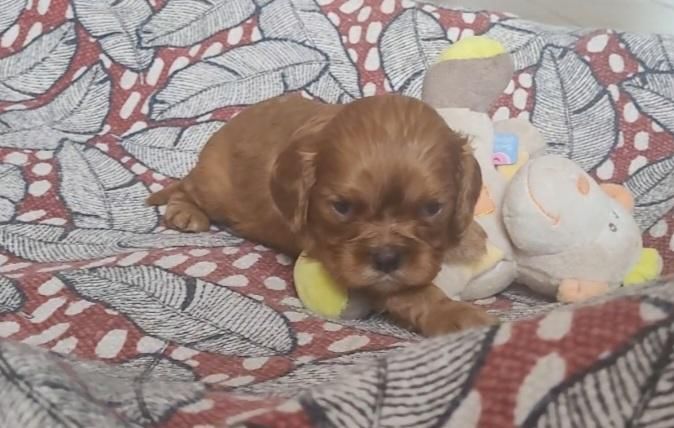 des rives du blavet - Chiots disponibles - Cavalier King Charles Spaniel