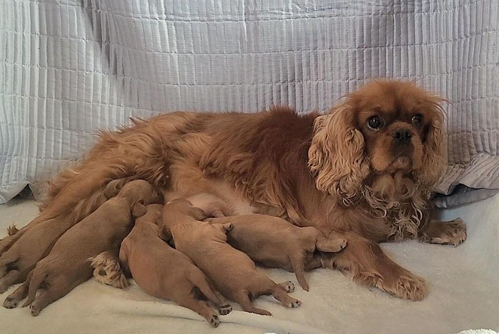 des rives du blavet - Chiots disponibles - Cavalier King Charles Spaniel