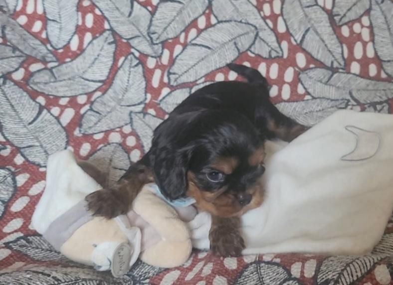 des rives du blavet - Chiots disponibles - Cavalier King Charles Spaniel