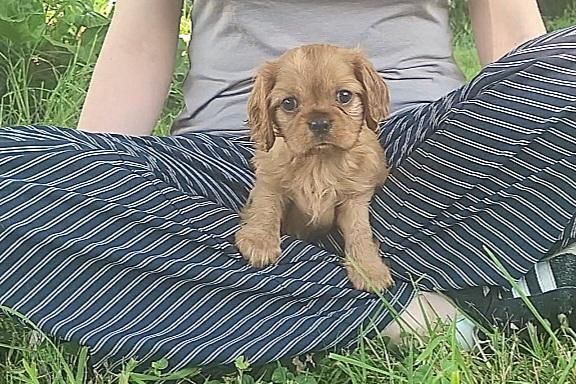 des rives du blavet - Chiots disponibles - Cavalier King Charles Spaniel