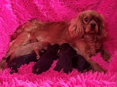 Chiot Cavalier King Charles Spaniel des rives du blavet
