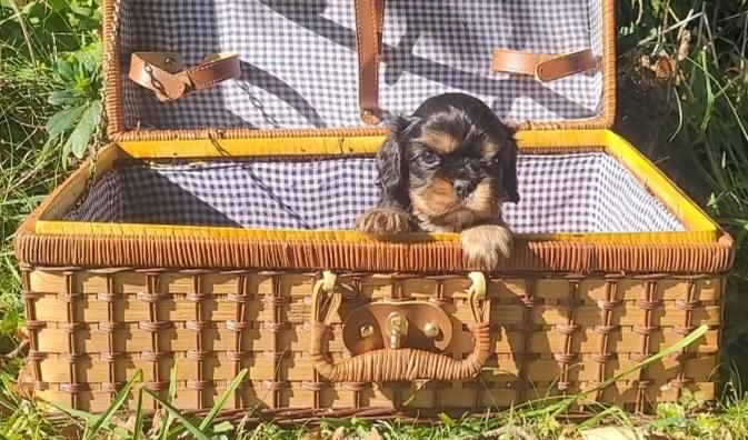 des rives du blavet - Chiots disponibles - Cavalier King Charles Spaniel