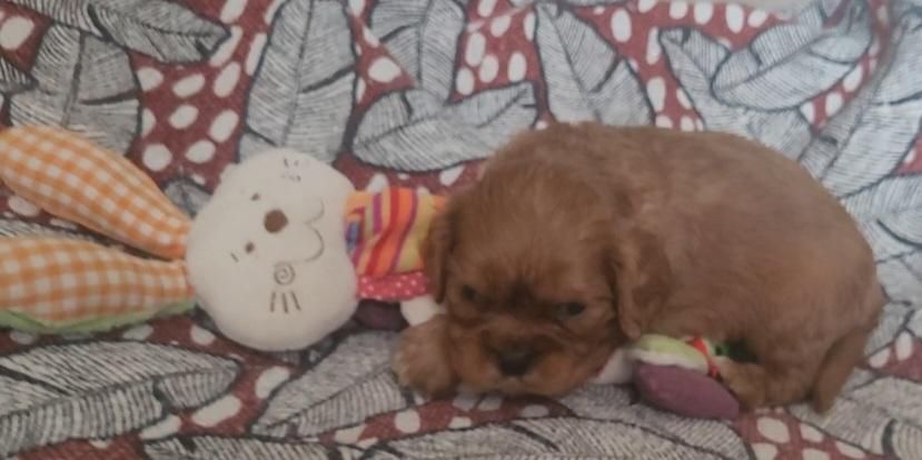 des rives du blavet - Chiots disponibles - Cavalier King Charles Spaniel